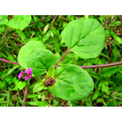 Boerhavia Diffusa