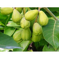 Terminalia Chebula