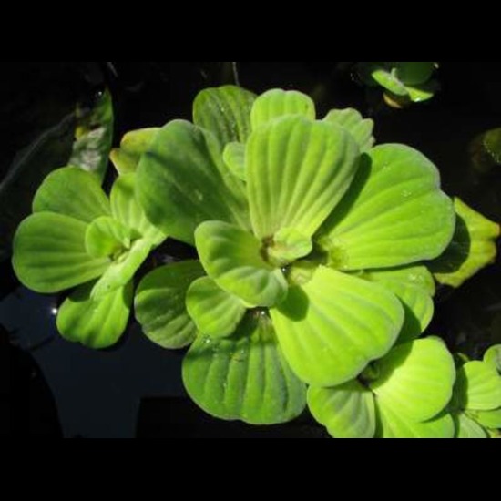 Jalkumbhi Extract ( Pistia Stratiotes ) - Color: Green