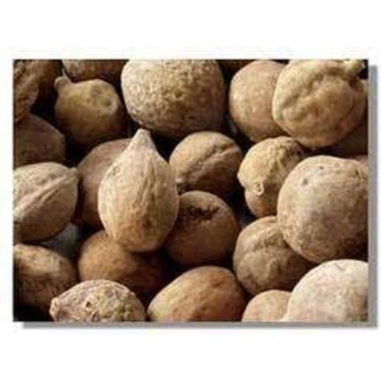 Kachanar Extract ( Bauhinia variegata Extract )