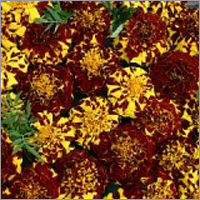 Marigold Mr Majestic Double Seeds