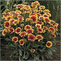 गैलार्डिया गॉब्लिन बीज