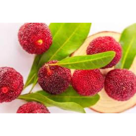 Katphala Extract (Myrica nagi) 