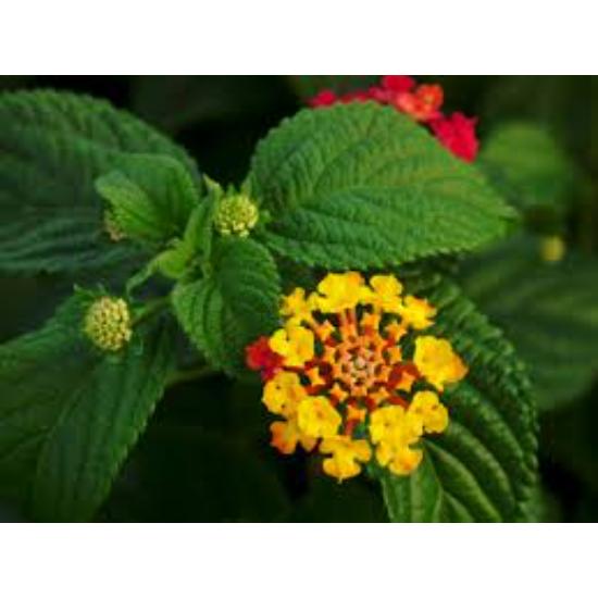 Lantana Camara Extract - Purity(%): 100%