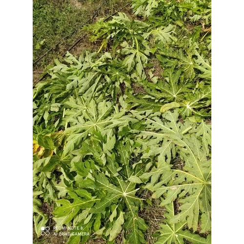 पपीता सुखी पत्ते