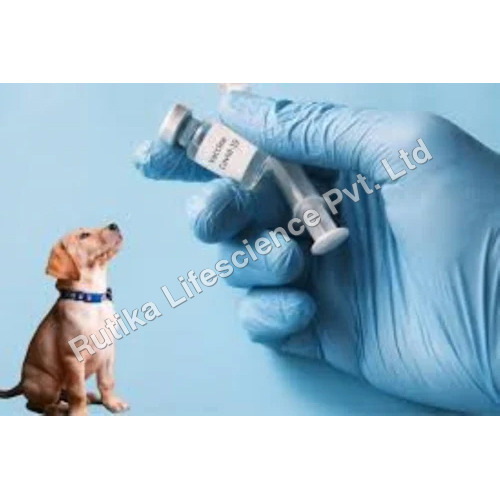 Veterinary Vaccines - Drug Type: General Medicines