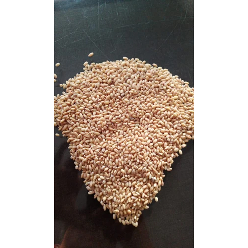 Hulled Barley Grain