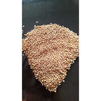Hulled Barley Grain
