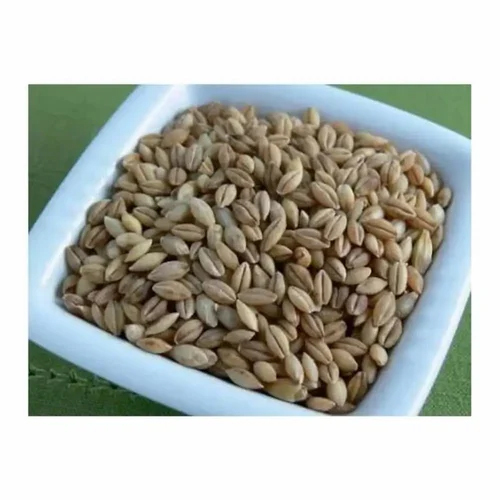 Hulled Barley Grain - Color: Brown