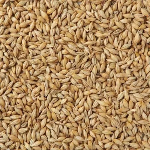 Natural Barley Seeds - Moisture (%): 12%