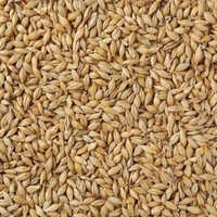 Natural Barley Seeds