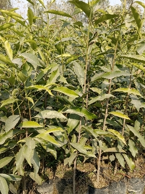 Moulsari plant