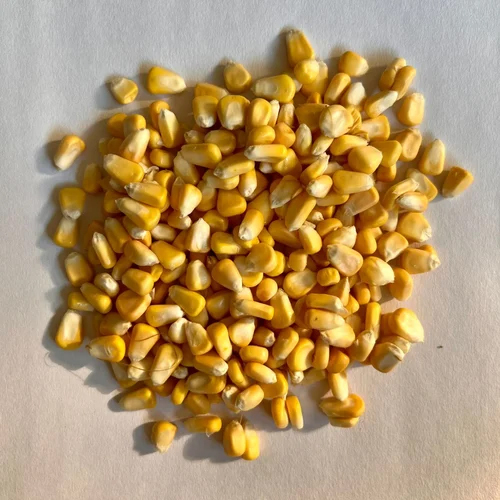 Sweet Corn Kernels - Moisture (%): 11.54A  19.74%