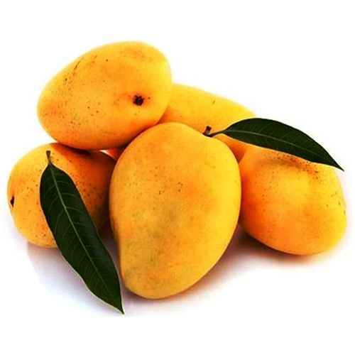 Fresh Kesar Mango Fruit - Color: Yellow