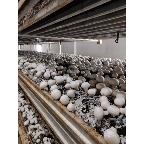 Mushroom Cold Storage Room