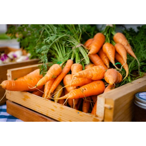 Carrot Cold Storage Room