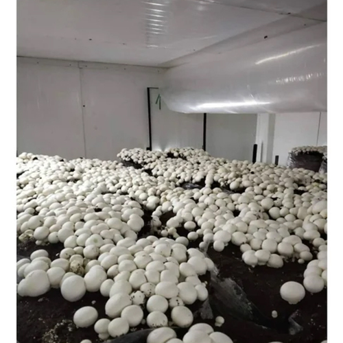 Mushroom Growing Ac Chamber - Color: White