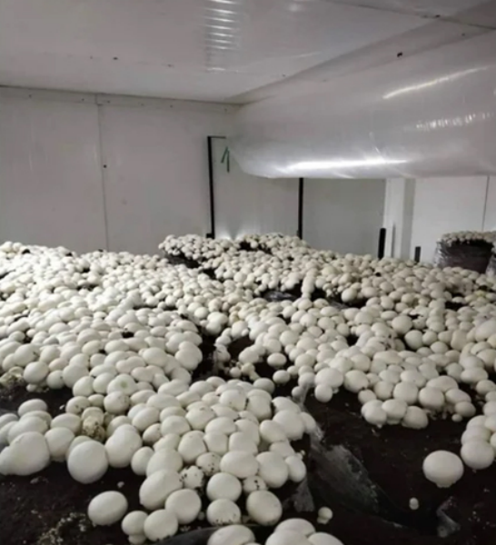 Mushroom Growing Ac Chamber - Color: White