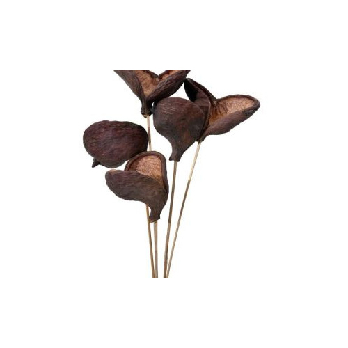 Badam Dried Flower - Feature: Easy To Clean