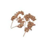 Canella Berry Dried Flower