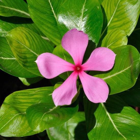 Sadabahar Extract ( Vinca rosea Extract )