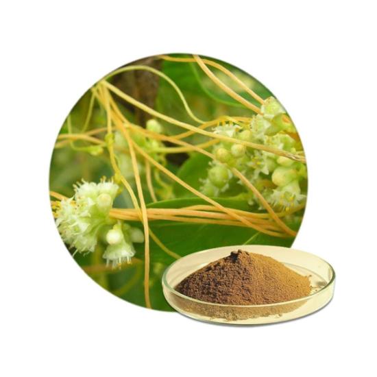 Cuscuta Dodder Seed Extract