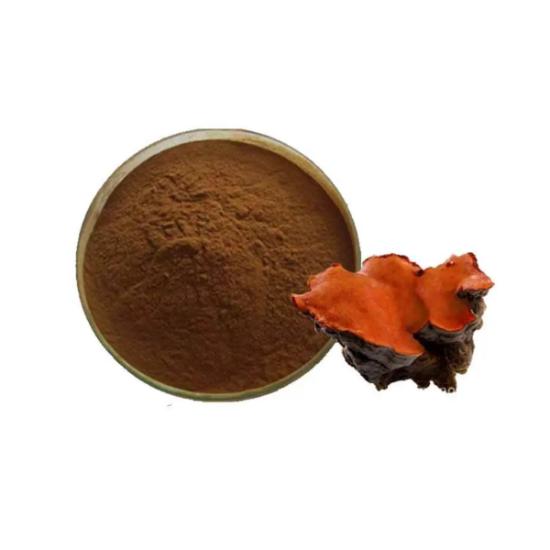 Antrodia Mushroom Extract (Antrodia camphorata)