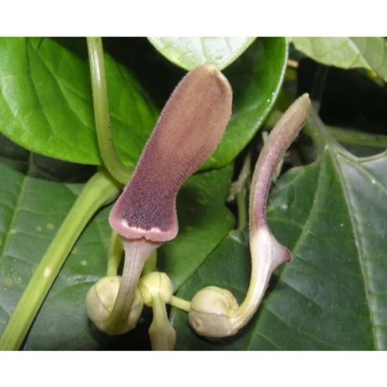 Aristolochia indica ( Ishwarmul ) Extract