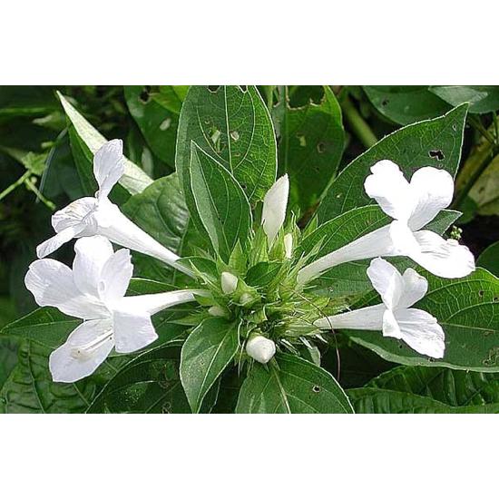 Barleria cristata Extract (Philippine violet)  