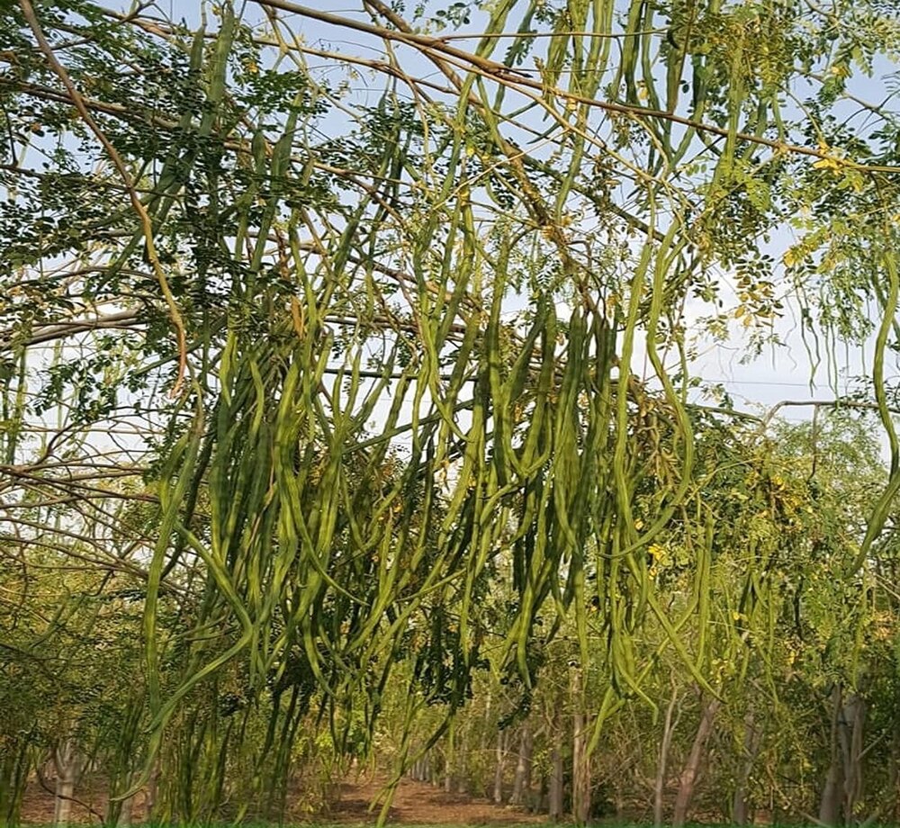 Moringa Seeds -Pkm 2 - Color: The Tree Bears Yellowish Creamy White Flowers That Are Bisexual With A Sweet Fragrance.
