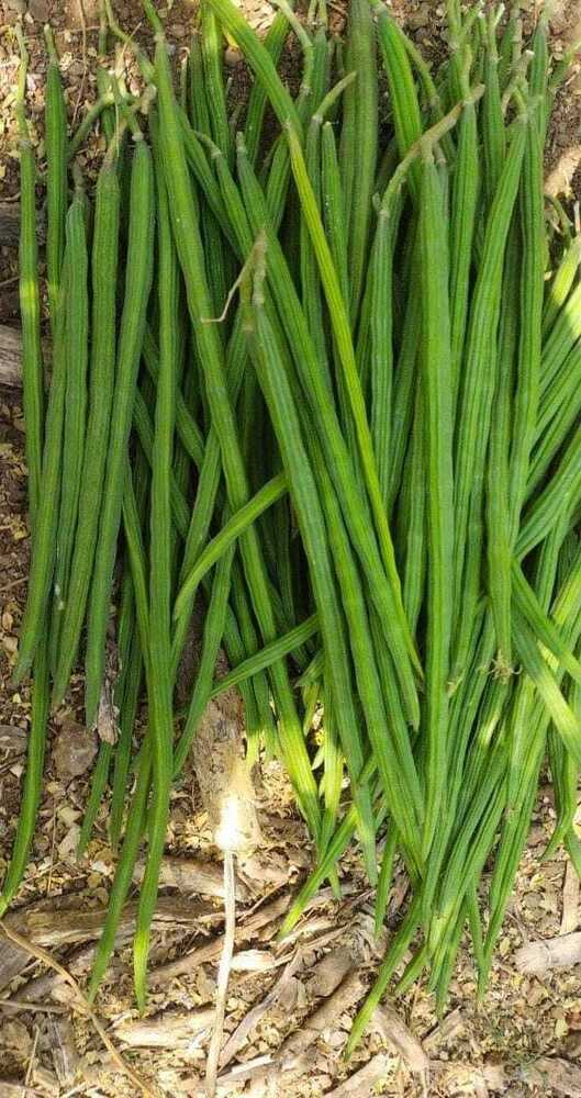 Moringa Seeds -Odc 3 - Color: Attractive Dark Green