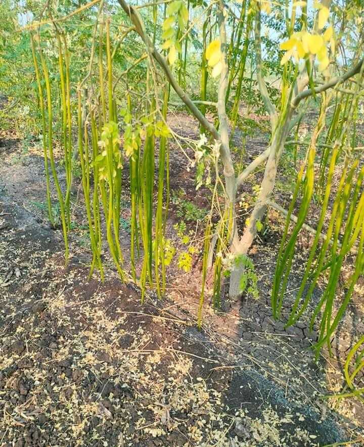 Moringa Seeds -Odc 3 - Color: Attractive Dark Green