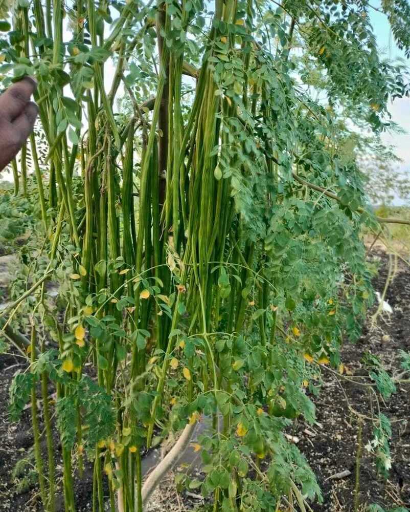 Moringa Seeds -Odc 3 - Color: Attractive Dark Green
