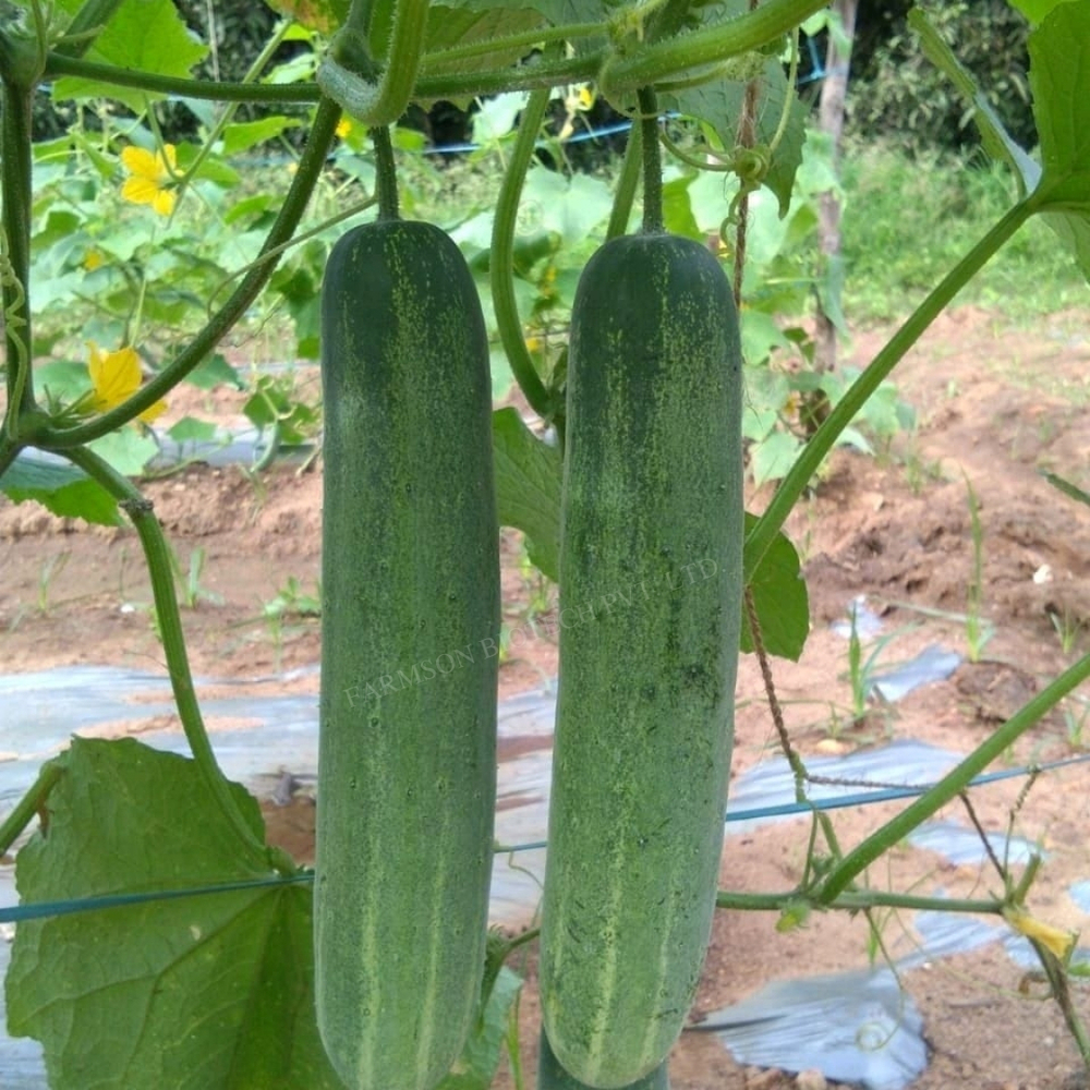 Hybrid Cucumber Seeds - Medium To Dark Green, Cylindrical Fruit 17-19cm | High Yield, Common Cultivation, Early Maturity, Nutrition-rich