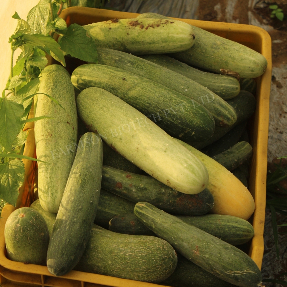 Hybrid Cucumber Seeds - Medium To Dark Green, Cylindrical Fruit 17-19cm | High Yield, Common Cultivation, Early Maturity, Nutrition-rich