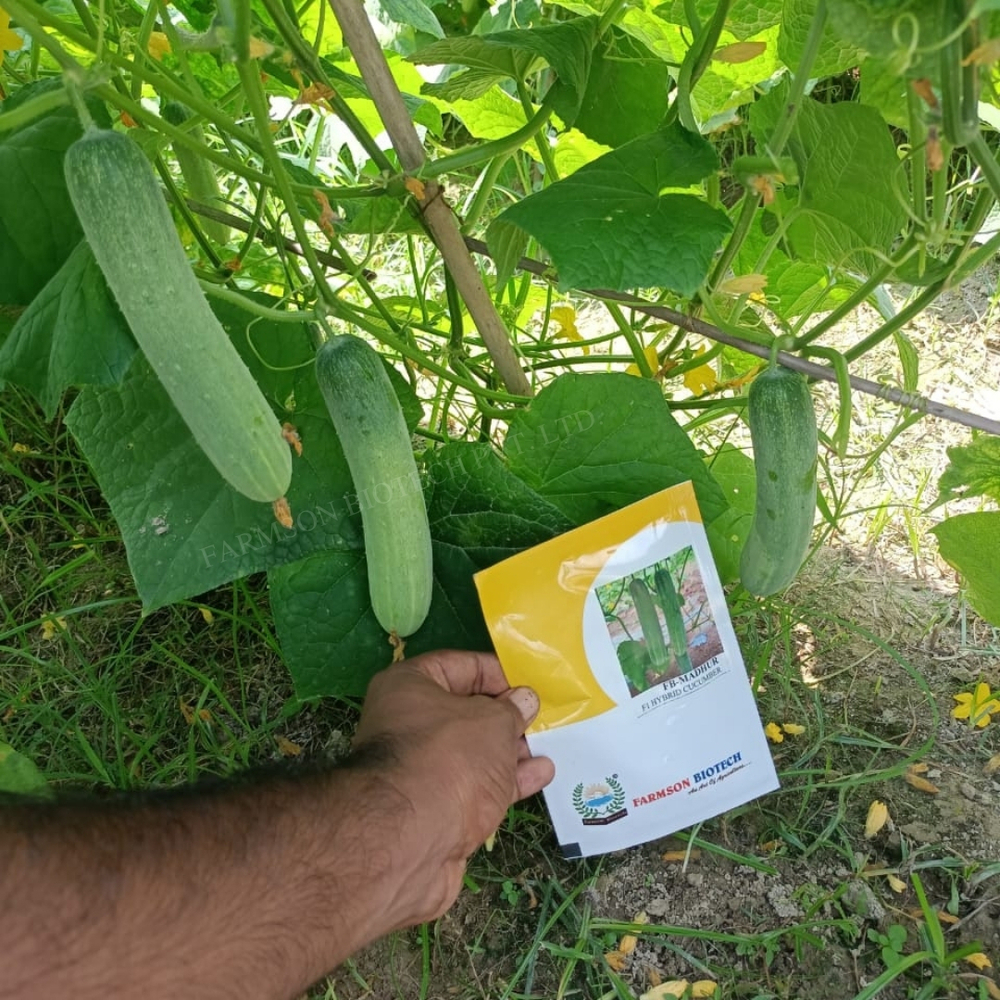 Hybrid Cucumber Seeds - Medium To Dark Green, Cylindrical Fruit 17-19cm | High Yield, Common Cultivation, Early Maturity, Nutrition-rich