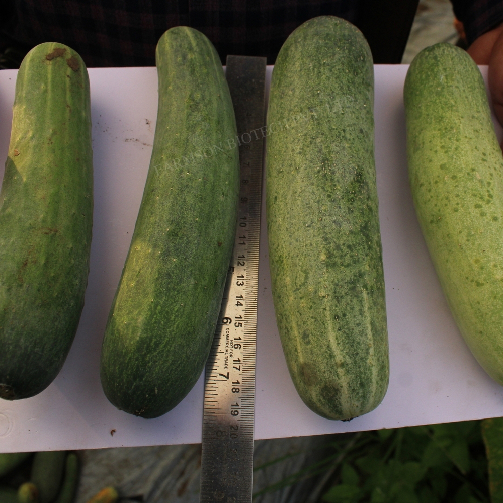Hybrid Cucumber Seeds - Medium To Dark Green, Cylindrical Fruit 17-19cm | High Yield, Common Cultivation, Early Maturity, Nutrition-rich