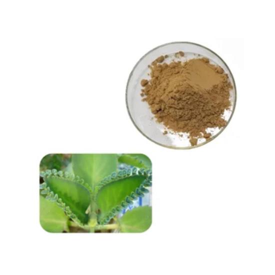 Bryophyllum pinnatum Leaf Extracts