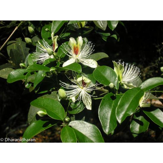 Indian Caper Extract (Capparis Brevispina)