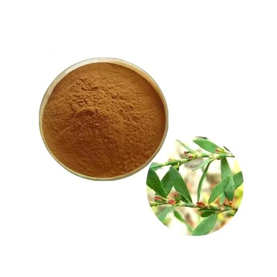 Common Knotgrass Extract (Polygonum aviculare) 