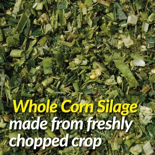 Corn Silage Bales - Feed Grade | Green Color, 1 Year Shelf Life, Ideal for Livestock Feeding, Nutritious Corn Silage Baling