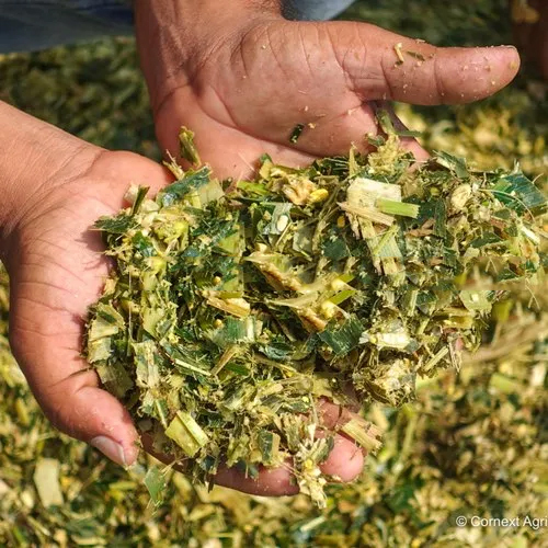 Cow Feed Corn Silage - Feed Grade, Moisture 65%, Protein 7-9% | Shelf Life 1 Year, Ideal for Livestock Nutrition