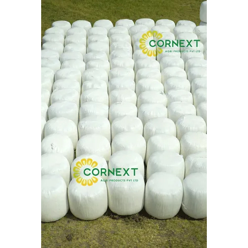 Murghas And Corn Silage