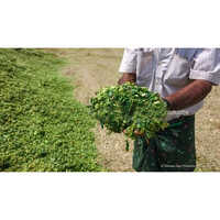 60 Kg Silage Bales - Color: Green