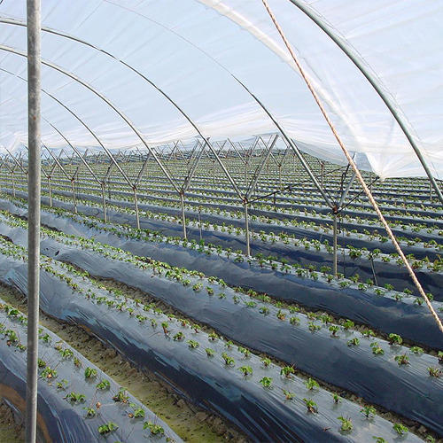Ldpe Agro Polythene Film