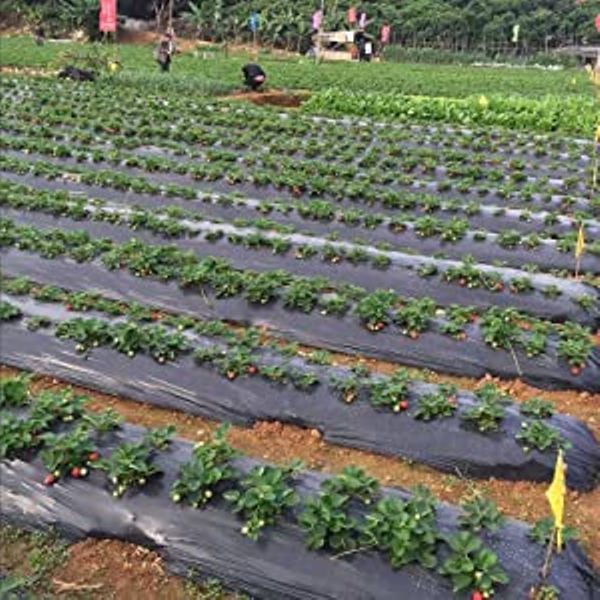 Black Agricultural Mulching Sheets