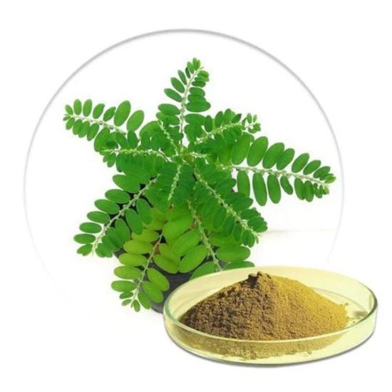 Phyllanthus Fraternus Extract