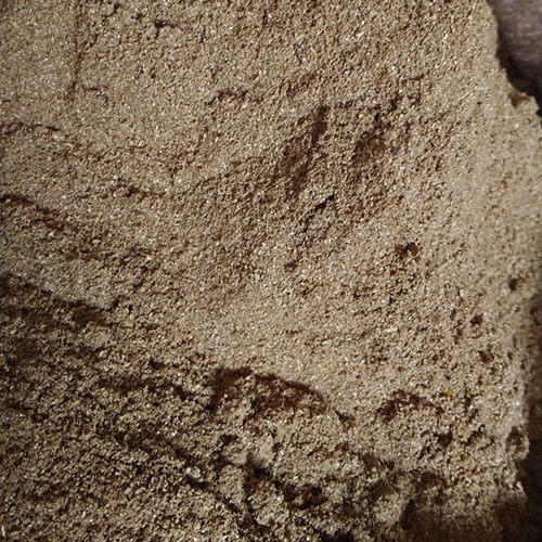 ऑर्गेनिक धनिया पाउडर