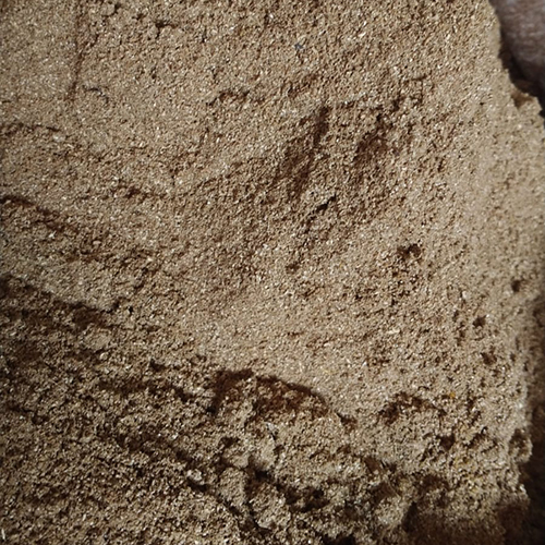 Organic Coriander Powder - Color: Brown