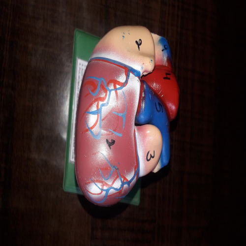 Heart Models